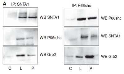 Western Blot: SHC1 Antibody (OTI3A1)Azide and BSA Free [NBP2-74167]