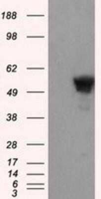 Western Blot: SHC1 Antibody (OTI3A1)Azide and BSA Free [NBP2-74167]