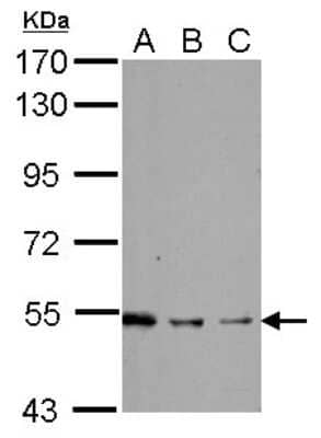 Western Blot: SHC1 Antibody [NBP2-20352]
