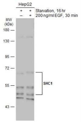 Western Blot: SHC1 Antibody [NBP2-20352]