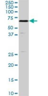 Western Blot: SHC2 Antibody (4A4) [H00025759-M01]