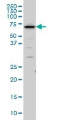 Western Blot: SHC2 Antibody (4A4) [H00025759-M01]