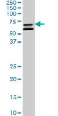 Western Blot: SHC2 Antibody (4A4) [H00025759-M01]