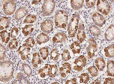 Immunohistochemistry-Paraffin: SHC2 Antibody [NBP2-98061]