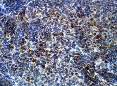 Immunohistochemistry-Paraffin: SHC3 Antibody [NBP3-12345]