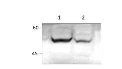 Western Blot: SHC3 Antibody [NBP3-12345]