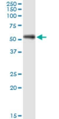 Western Blot: SHC4 Antibody (2F5) [H00399694-M01]