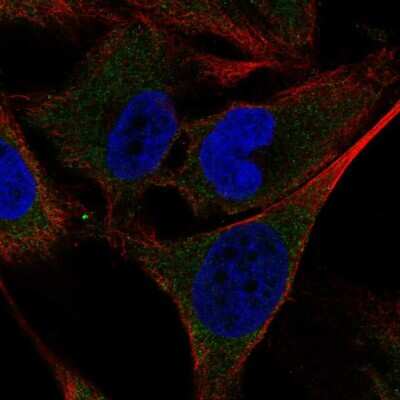 Immunocytochemistry/ Immunofluorescence: SHC4 Antibody [NBP2-56379]