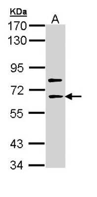 Western Blot: SHC4 Antibody [NBP1-33119]