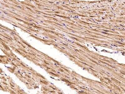 Immunohistochemistry-Paraffin: SHD Antibody [NBP2-98087]