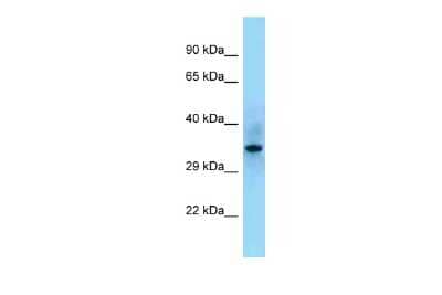 Western Blot: SHF Antibody [NBP2-83518]