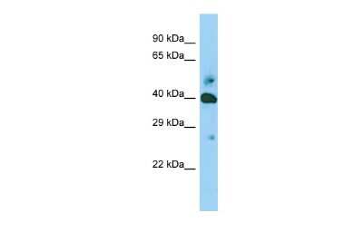 Western Blot: SHF Antibody [NBP2-83519]