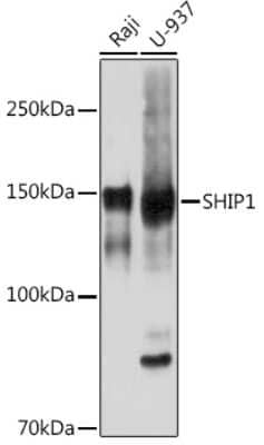 Western Blot: SHIP Antibody (2F8U0) [NBP3-16226]