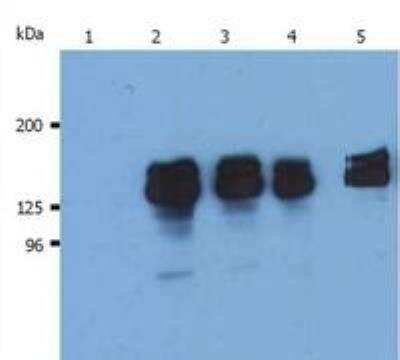 Western Blot: SHIP Antibody (SHIP-01)BSA Free [NB110-81538]