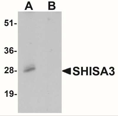 Western Blot: SHISA3 AntibodyBSA Free [NBP2-22340]