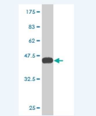 Western Blot: SHISA5 Antibody (3G5) [H00051246-M03]