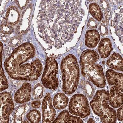 Immunohistochemistry-Paraffin: SHISA5 Antibody [NBP1-83190]