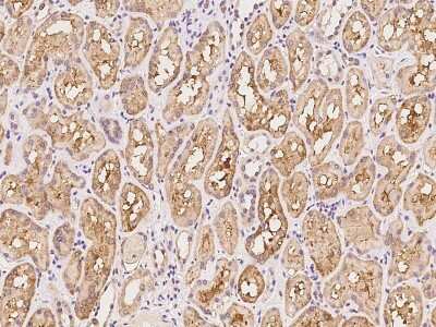 Immunohistochemistry-Paraffin: SHISA5 Antibody [NBP2-97841]
