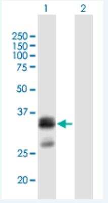 Western Blot: SHISA6 Antibody [H00388336-B01P-50ug]