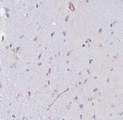 Immunohistochemistry-Paraffin: SHISA7 Antibody [NBP2-32407]