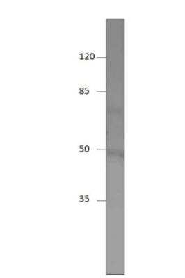 Western Blot: SHISA9 Antibody [NBP3-12494]