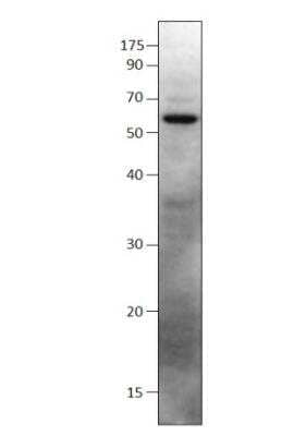 Western Blot: SHISA9 Antibody [NBP3-12495]