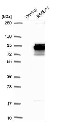 Western Blot: SHKBP1 Antibody [NBP1-87252]