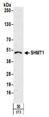 Western Blot: SHMT1 Antibody [NBP2-32173]