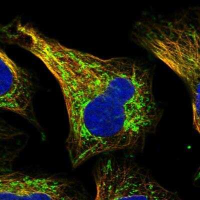 Immunocytochemistry/ Immunofluorescence: SHMT2 Antibody [NBP1-80755]