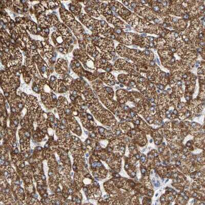Immunohistochemistry-Paraffin: SHMT2 Antibody [NBP1-80754]