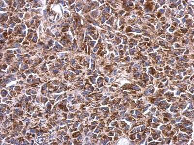 Immunohistochemistry-Paraffin: SHMT2 Antibody [NBP2-20354]