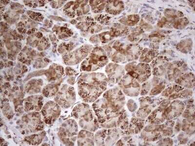 Immunohistochemistry: SHMT2 Antibody (OTI3E9) - Azide and BSA Free [NBP2-74171]