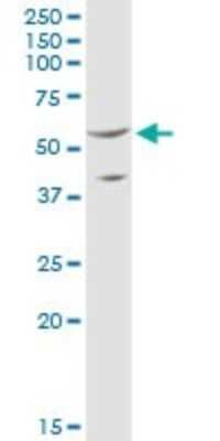 Western Blot: SHMT2 Antibody [H00006472-B01P]