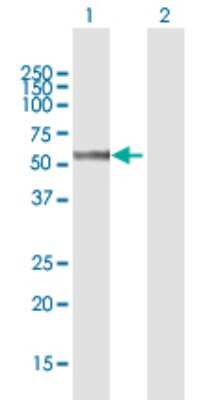 Western Blot: SHMT2 Antibody [H00006472-B01P]