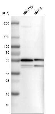 Western Blot: SHMT2 Antibody [NBP1-80755]