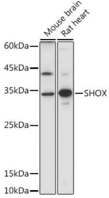 Western Blot: SHOX AntibodyAzide and BSA Free [NBP3-15753]