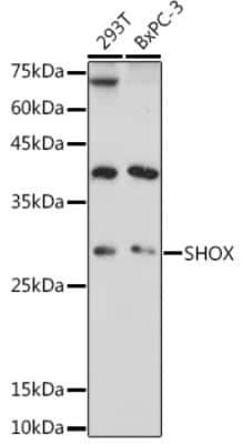 Western Blot: SHOX AntibodyAzide and BSA Free [NBP3-15753]