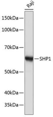 Western Blot: SHP-1 Antibody (7I1K3) [NBP3-15669]