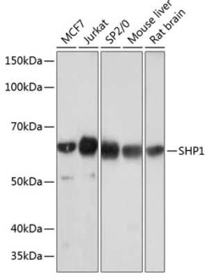 Western Blot: SHP-1 Antibody (7I1K3) [NBP3-15669]