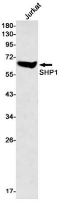 Western Blot: SHP-1 Antibody (S06-4C8) [NBP3-19611]