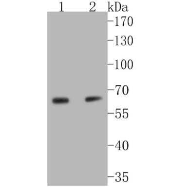 Western Blot: SHP-1 Antibody (SR41-02) [NBP2-67321]