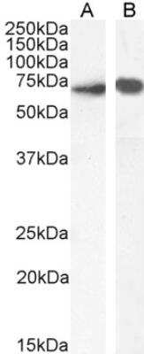 Western Blot: SHP-1 Antibody [NB100-58968]