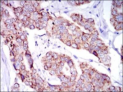 Immunohistochemistry-Paraffin: SHP-2/PTPN11 Antibody (6D9) - BSA Free [NBP2-37454]