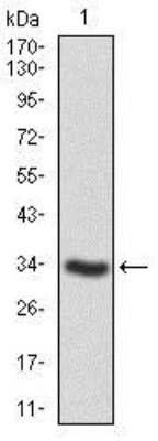 Western Blot: SHP-2/PTPN11 Antibody (6D9)BSA Free [NBP2-37454]