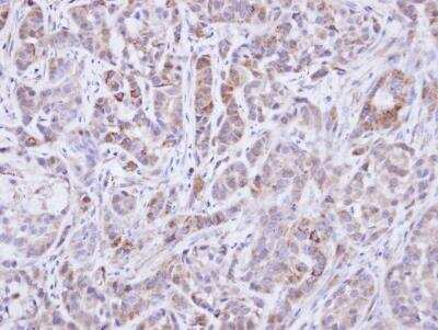 Immunohistochemistry-Paraffin: SHP-2/PTPN11 Antibody [NBP1-33064]