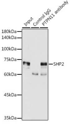 Immunoprecipitation: SHP-2/PTPN11 Antibody - Azide and BSA Free [NBP3-03486]