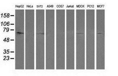 Western Blot: SHP-2/PTPN11 Antibody (OTI3F2)Azide and BSA Free [NBP2-74173]
