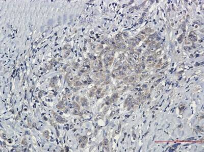 Immunohistochemistry-Paraffin: SHP-2/PTPN11 Antibody (S08-3G2) [NBP3-19502]