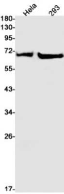 Western Blot: SHP-2/PTPN11 Antibody (S08-3G2) [NBP3-19502]