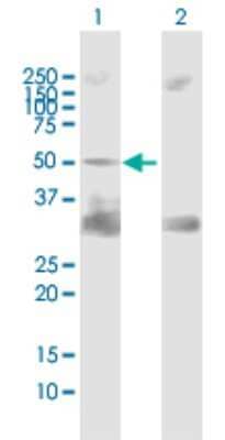 Western Blot: SHP-2/PTPN11 Antibody [H00005781-B02P]